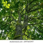 一本大道香蕉大在线视频 4txvq3ty2